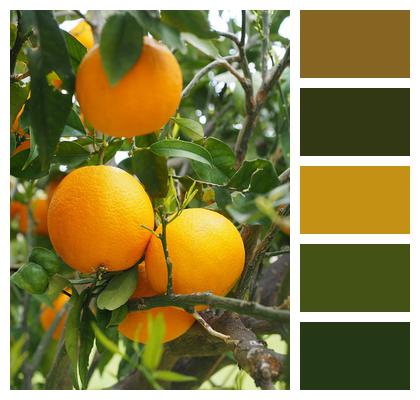 Fruit Oranges Orange Tree Image